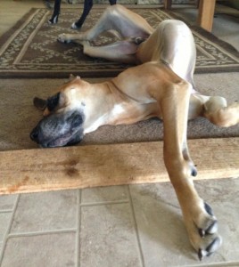 Willydog