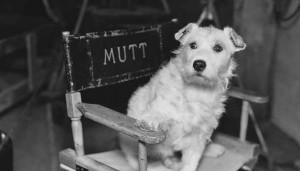Dog Film Festival