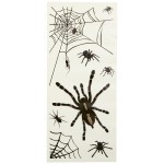 spiders